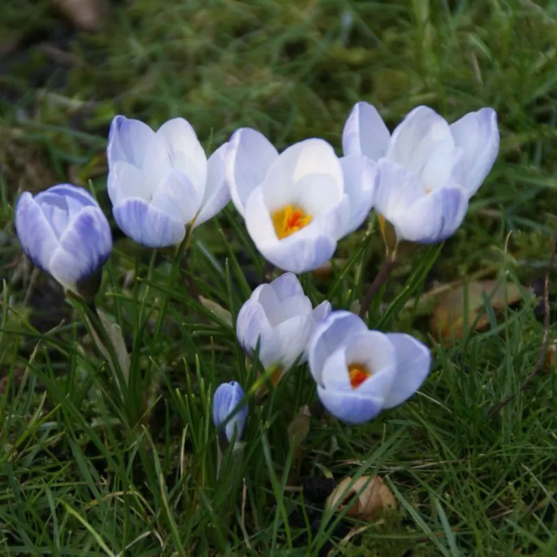 Crocus chrysanthus 'Blue Pearl'