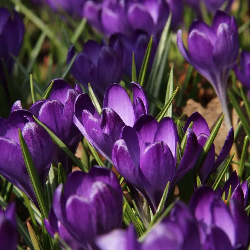 Crocus tommasinianus 'Ruby Giant'