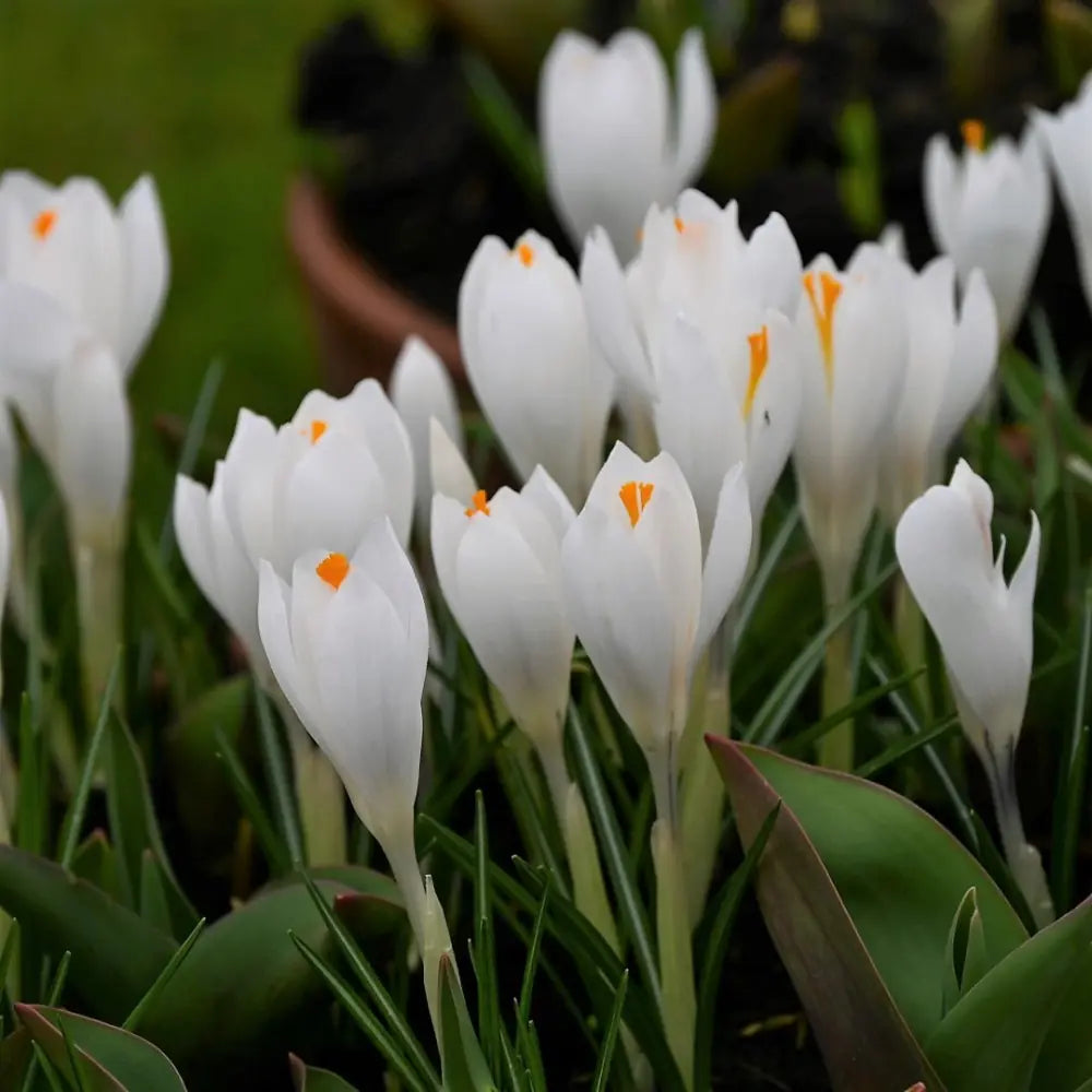 Crocus vernus 'Jeanne d'Arc'