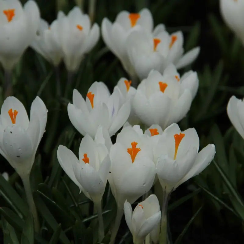 Crocus vernus 'Jeanne d'Arc'