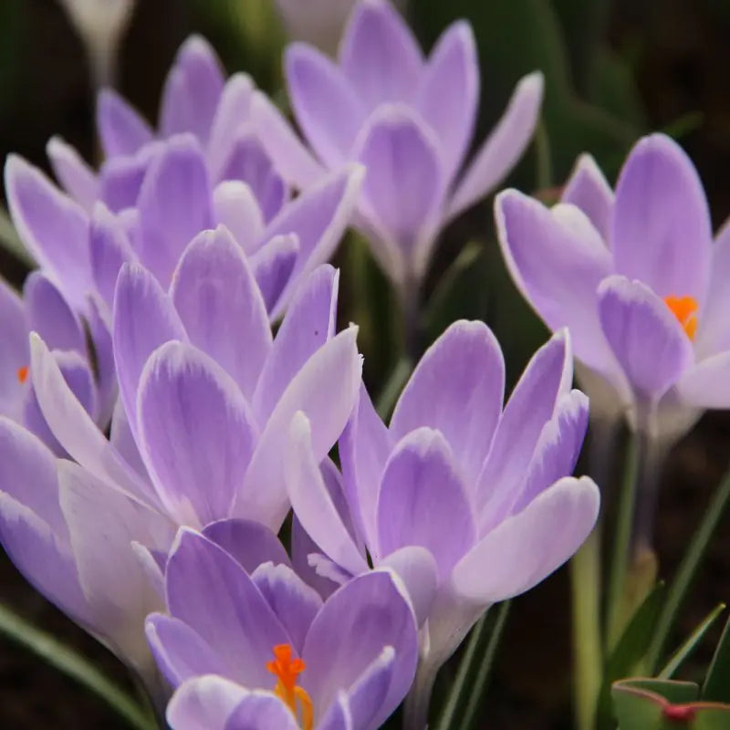 Crocus vernus 'Vanguard'