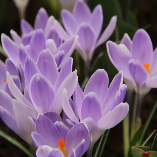 Crocus vernus 'Vanguard'