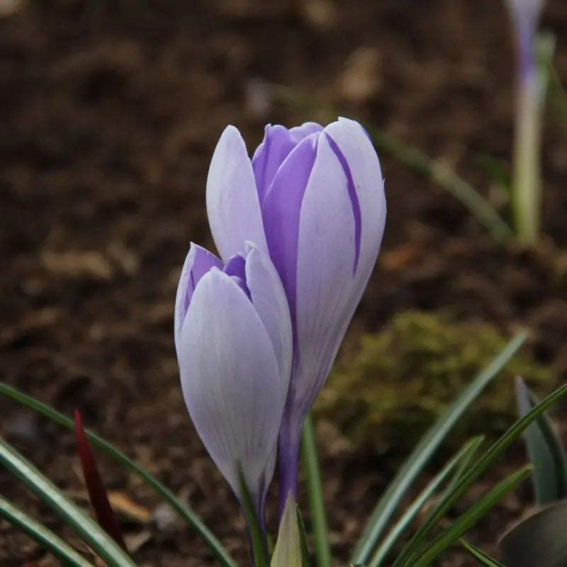 Crocus vernus 'Vanguard'