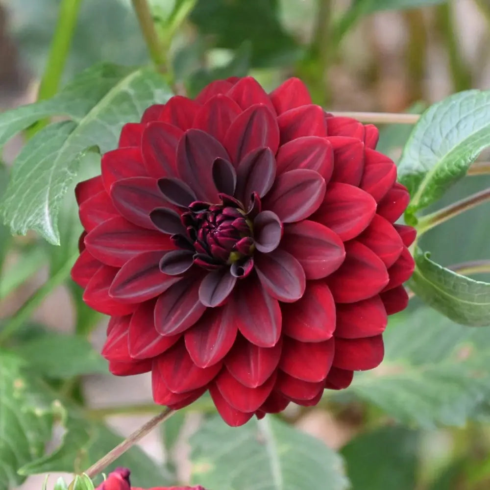 Dahlia 'Arabian Night'