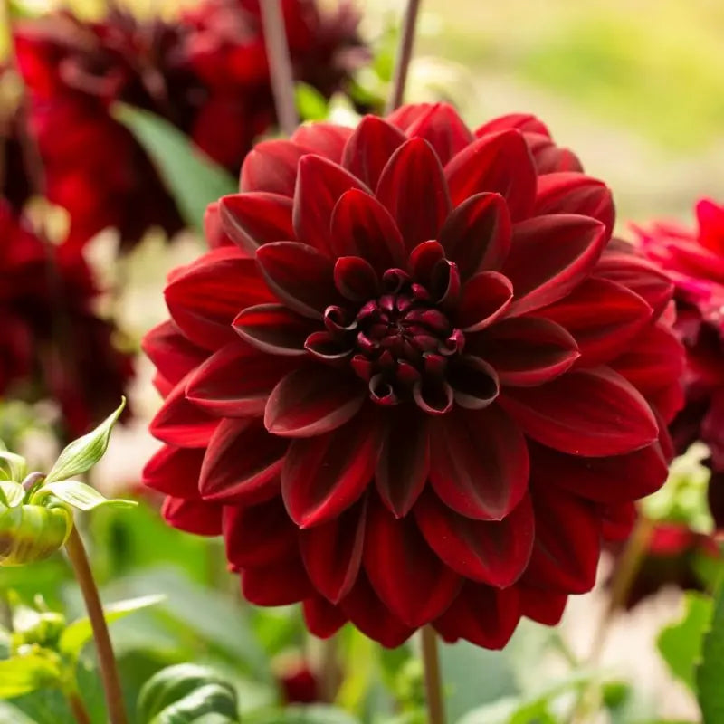 Dahlia 'Arabian Night'