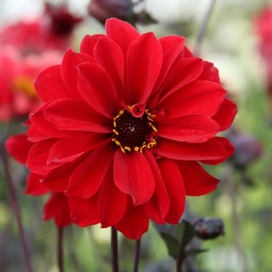 Dahlia 'Bishop of Llandaff'