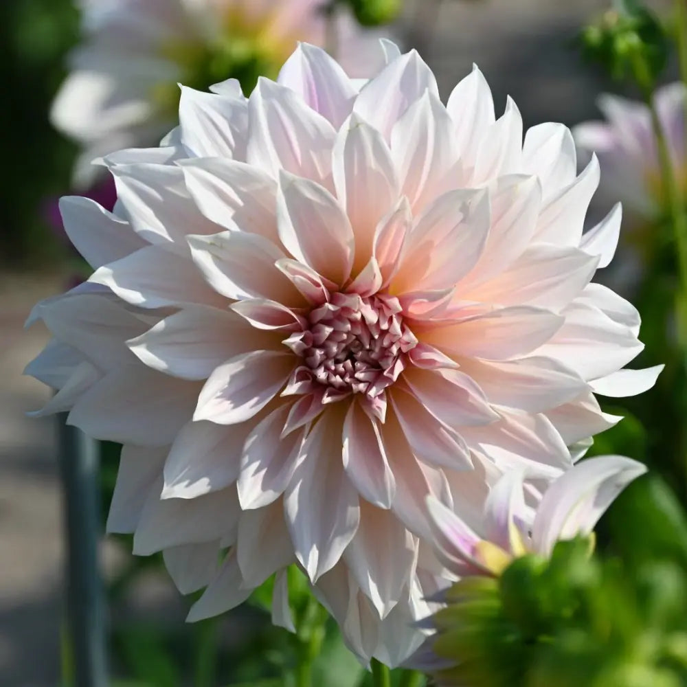 Dahlia 'Café au Lait'