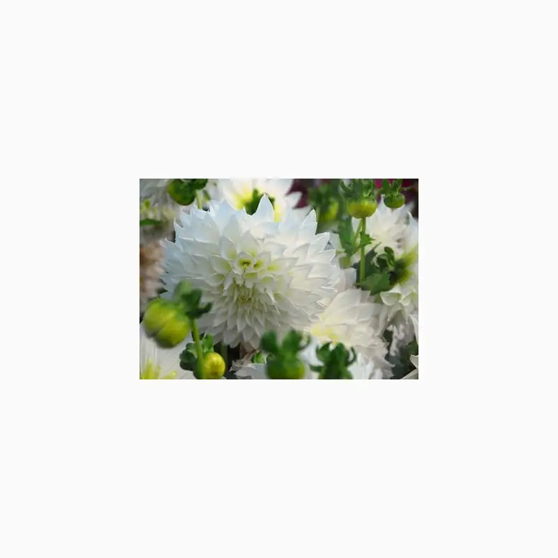 Dahlia 'Fleurel' ®