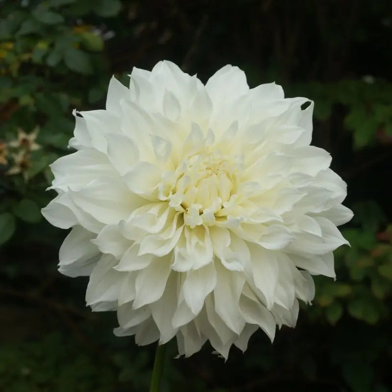 Dahlia 'Fleurel' ®