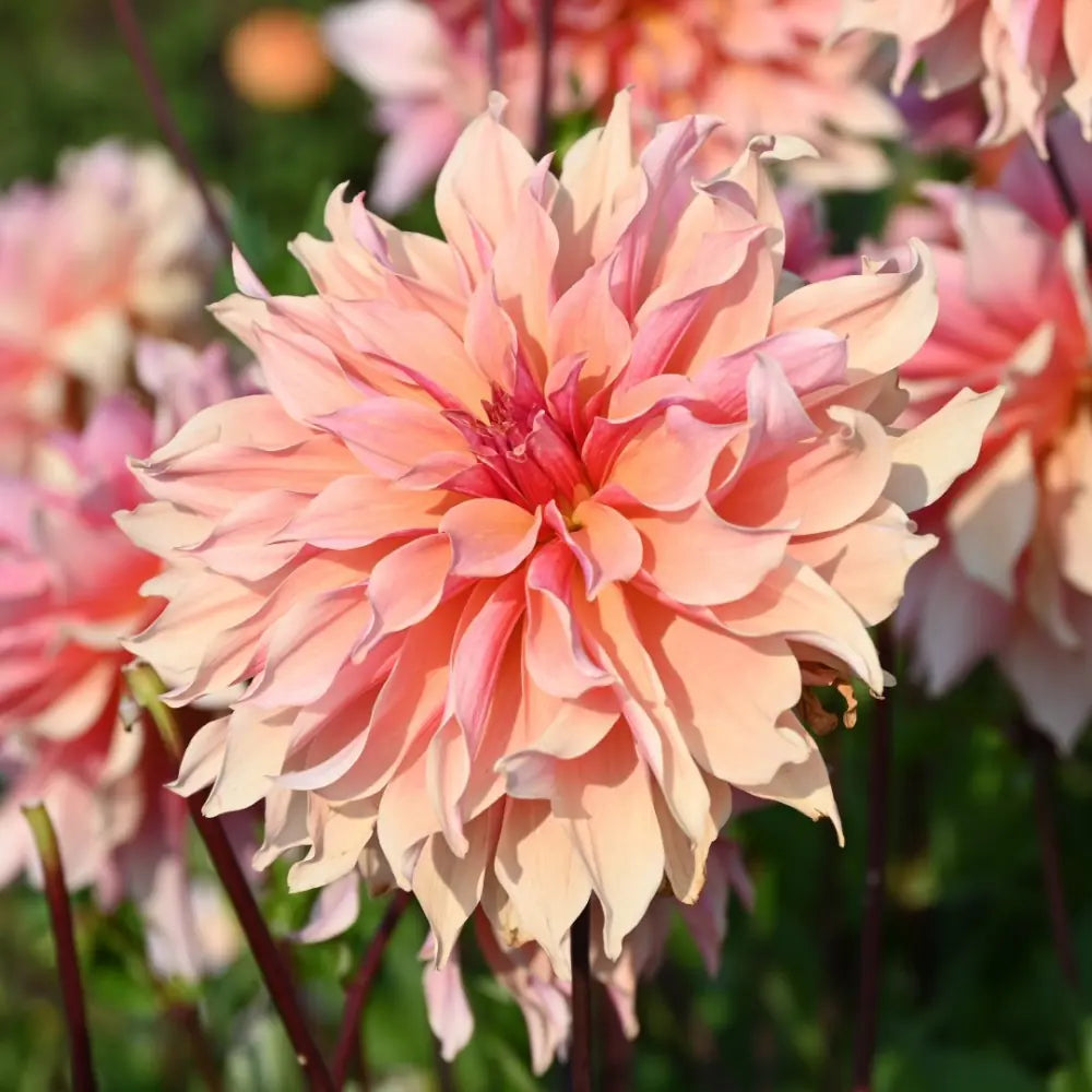 Dahlia 'Labyrinth'