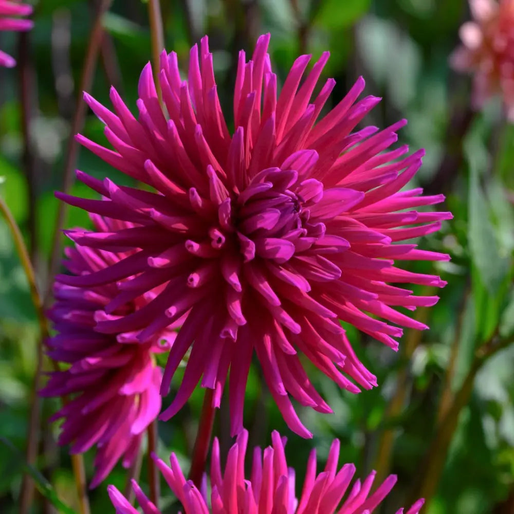Dahlia 'Purple Gem'
