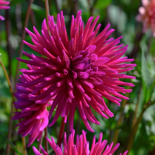 Dahlia 'Purple Gem'