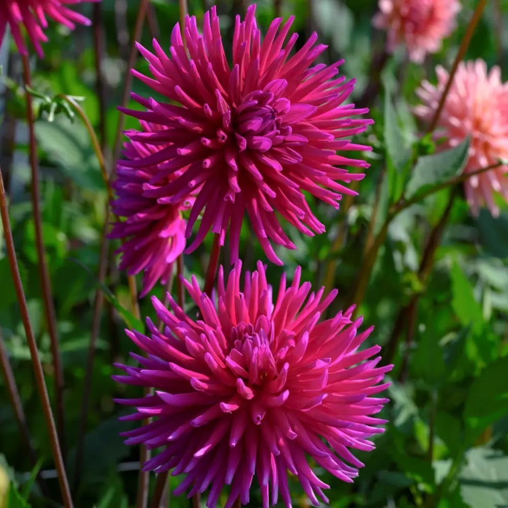 Dahlia 'Purple Gem'