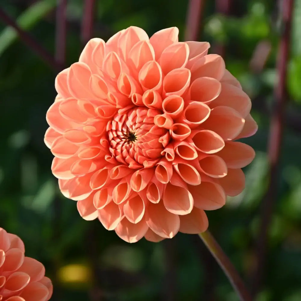 Dahlia 'Sylvia'