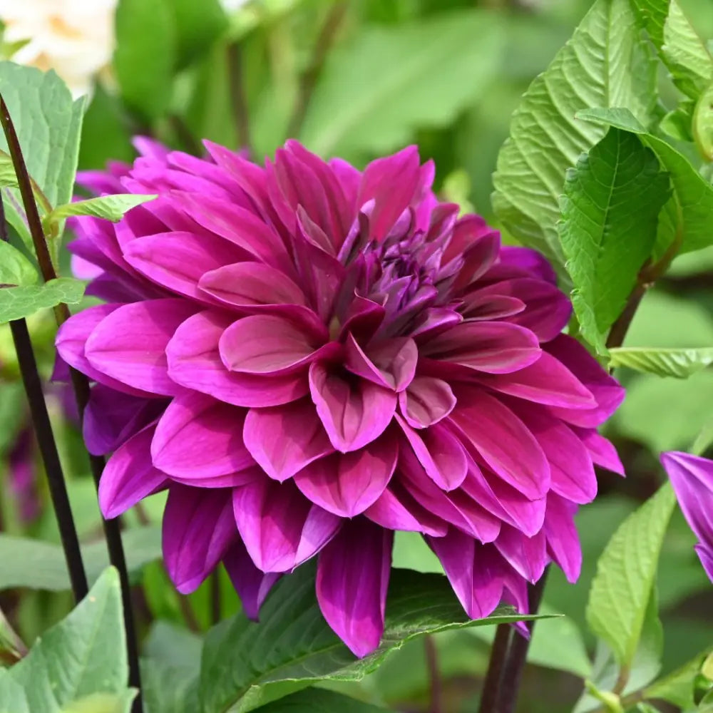 Dahlia 'Thomas A. Edison'