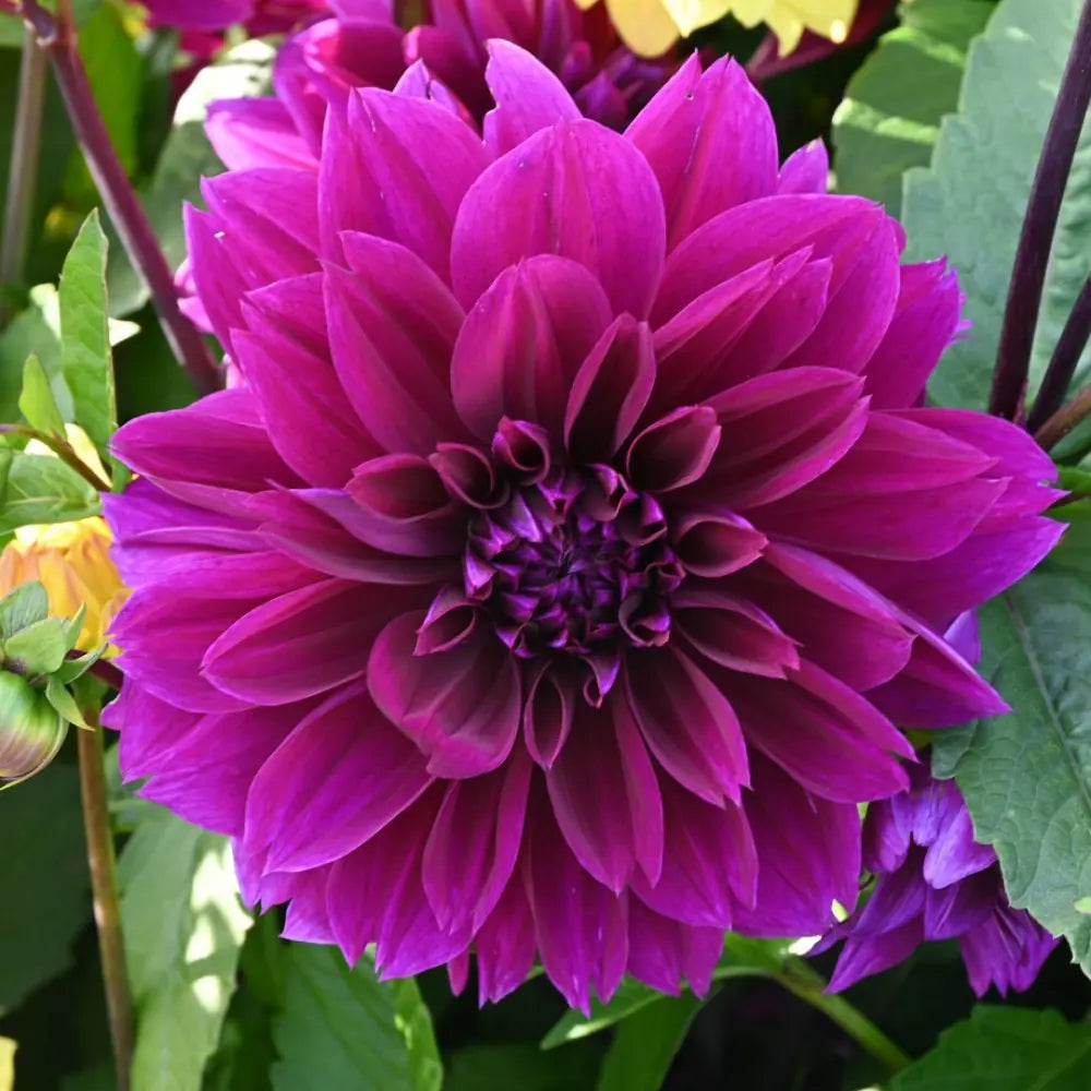 Dahlia 'Thomas A. Edison'