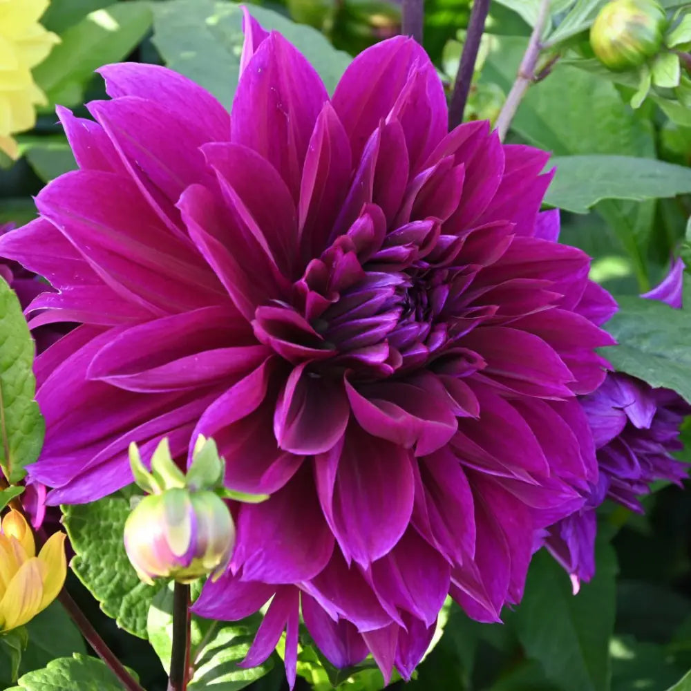 Dahlia 'Thomas A. Edison'