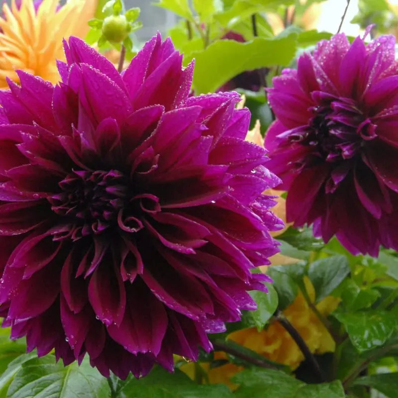 Dahlia 'Thomas A. Edison'