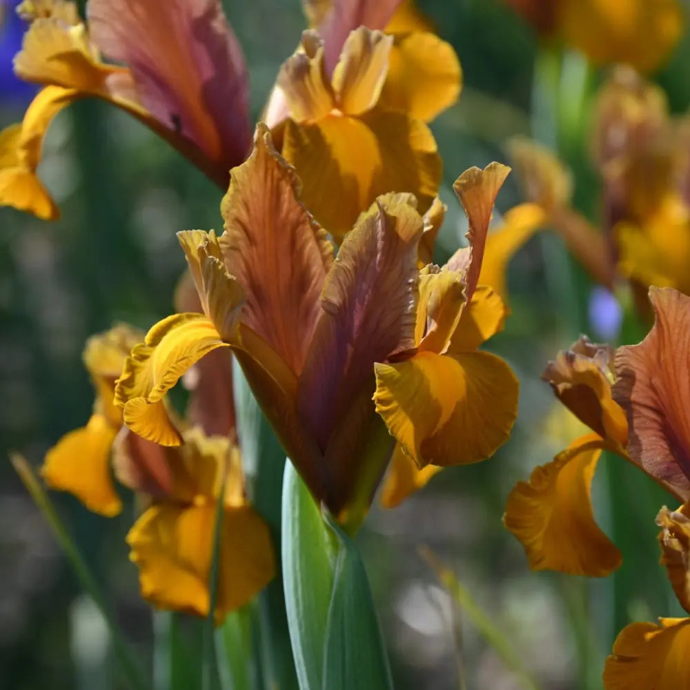 Iris hollandica 'Bronze Beauty'®