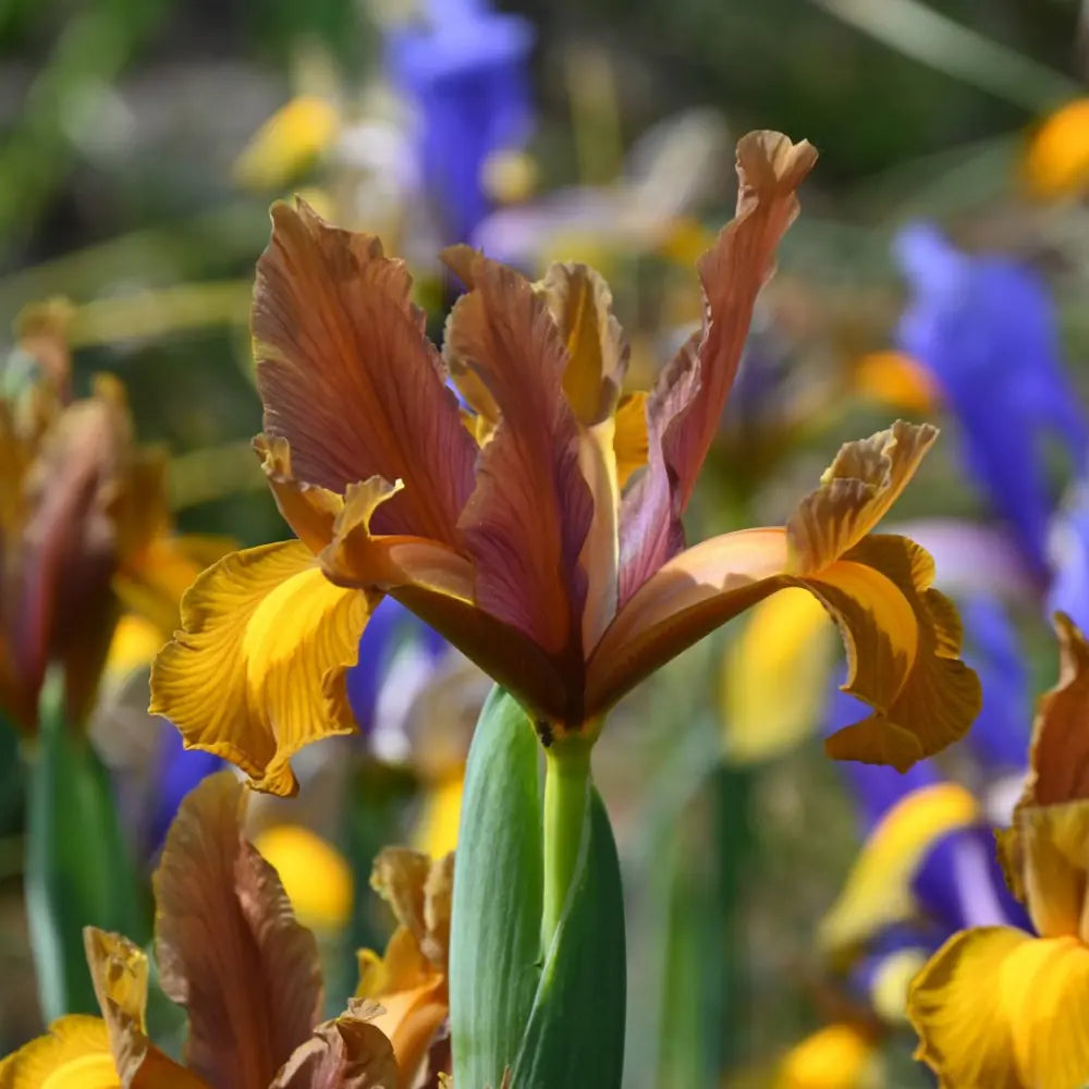 Iris hollandica 'Bronze Beauty'®