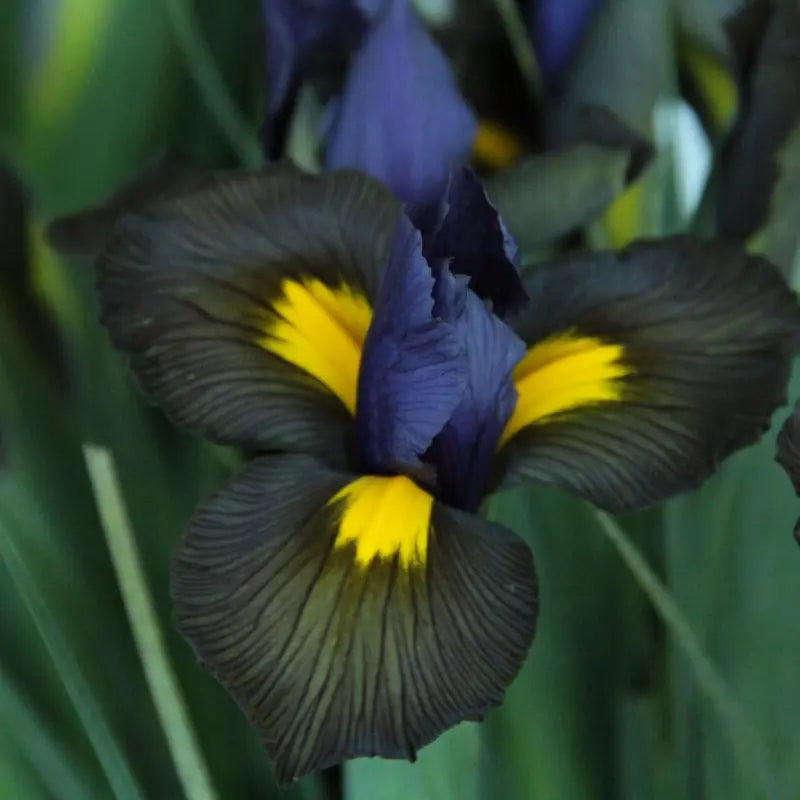 Iris hollandica 'Tigereye'®