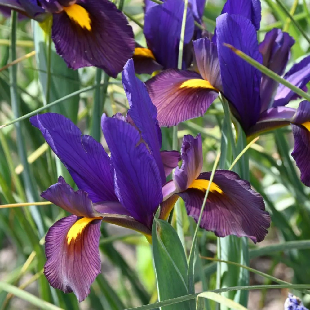 Iris hollandica 'Tigereye'®