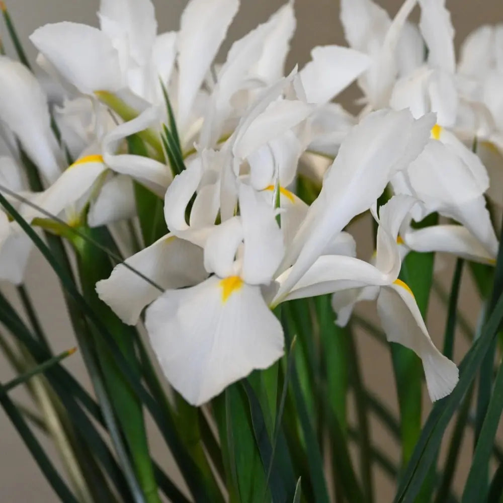 Iris hollandica 'White Magic'®