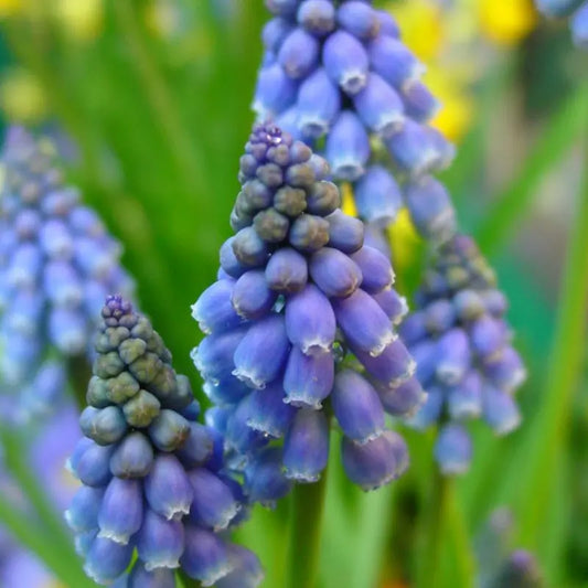 Muscari armeniacum