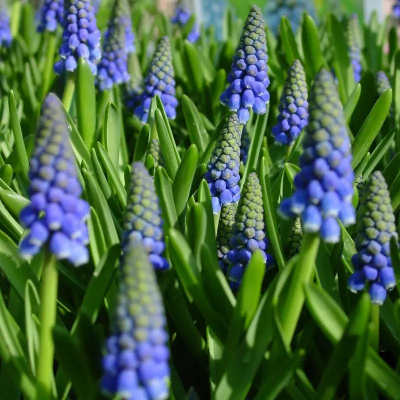Muscari armeniacum