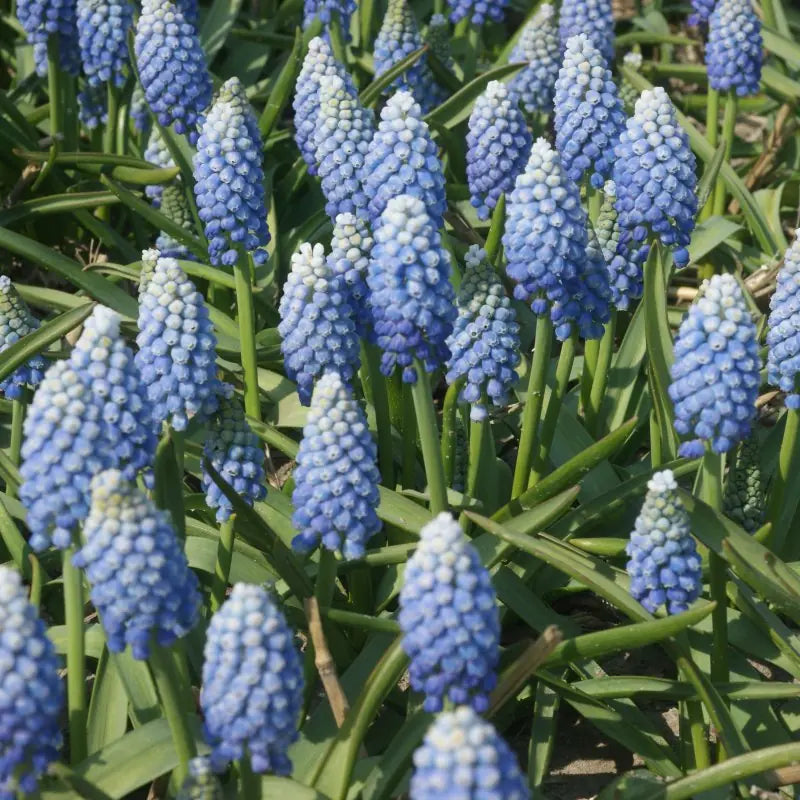 Muscari aucheri 'Ocean Magic'®