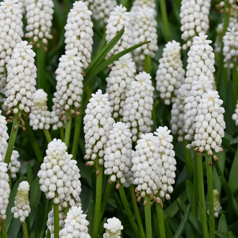 Muscari aucheri 'White Magic'®