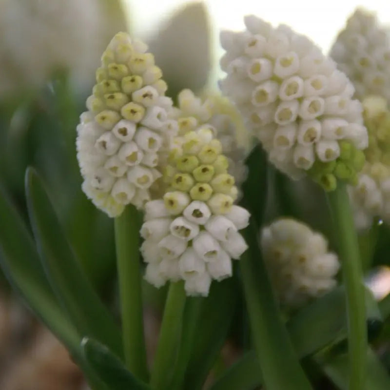 Muscari aucheri 'White Magic'®