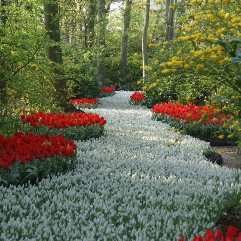 Muscari aucheri 'White Magic'®