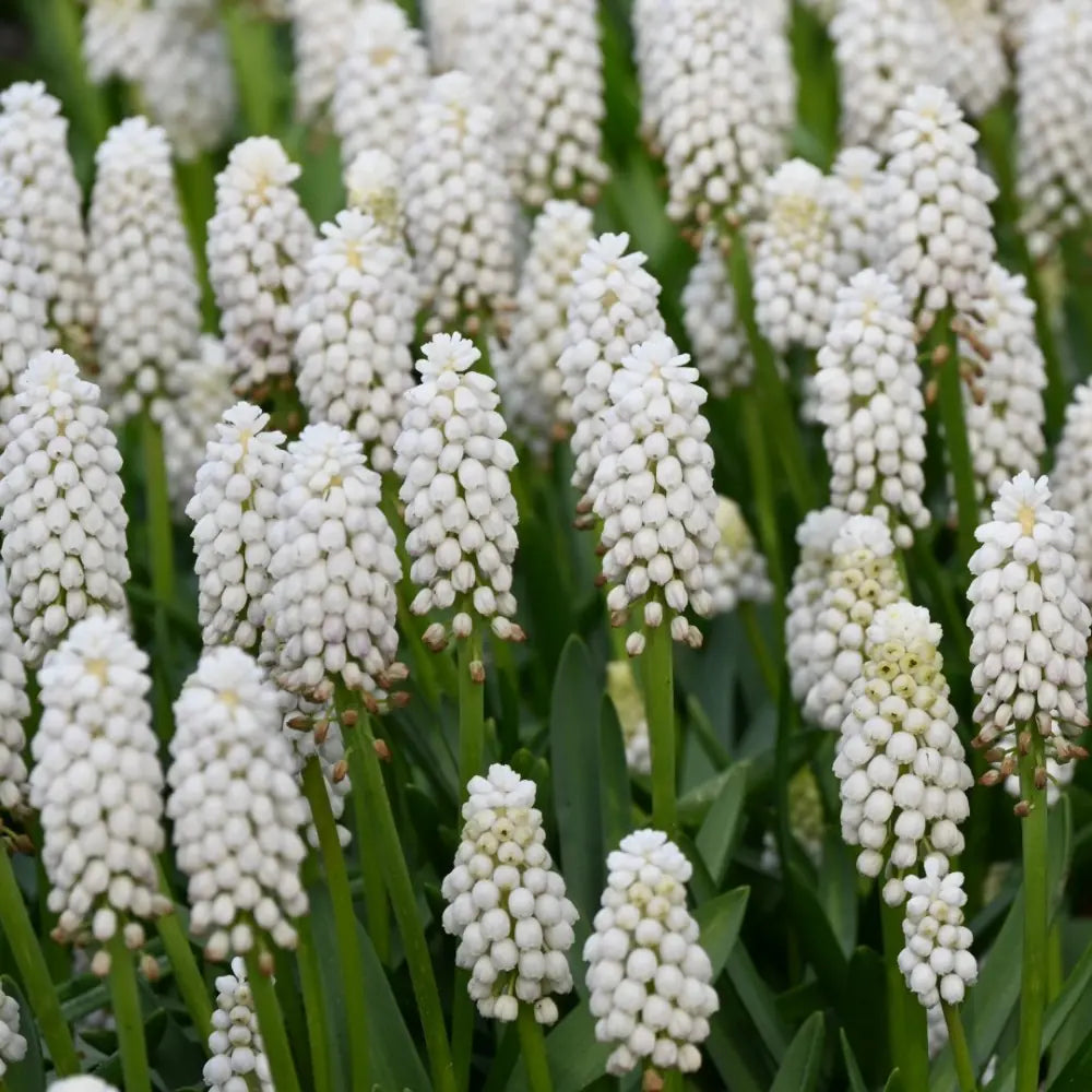 Muscari aucheri 'White Magic'®