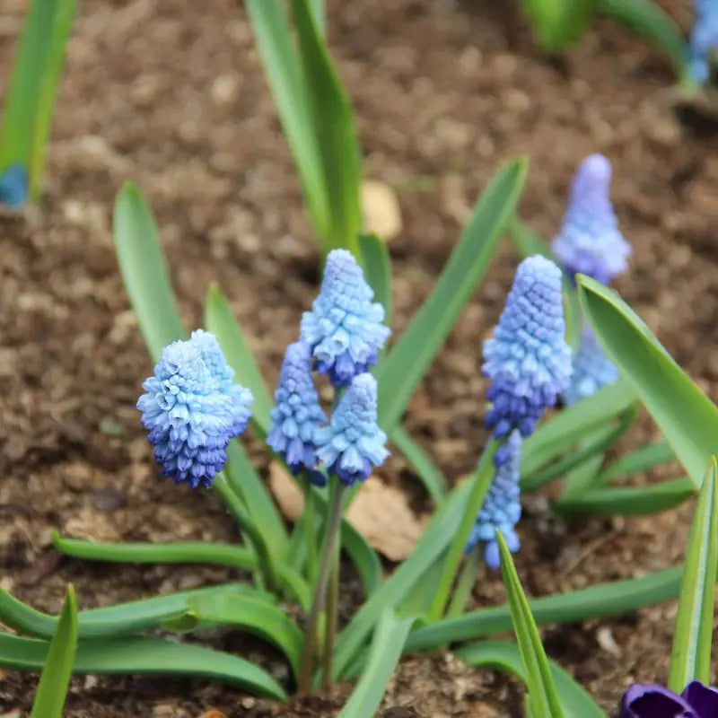 Muscari azureum