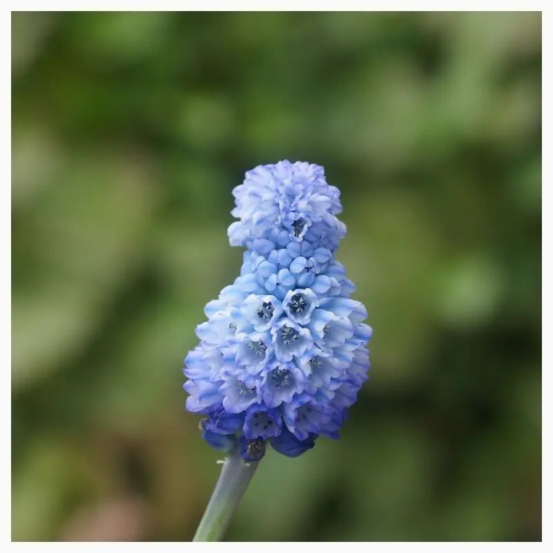 Muscari azureum