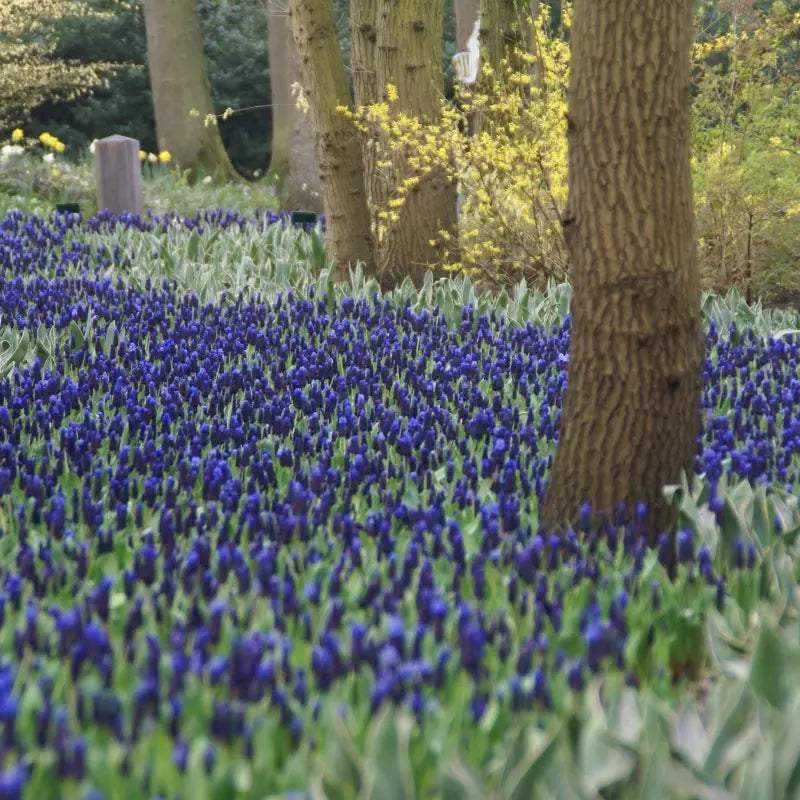 Muscari latifolium