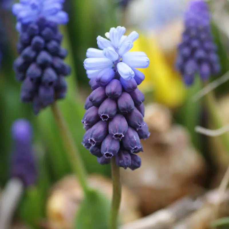 Muscari latifolium
