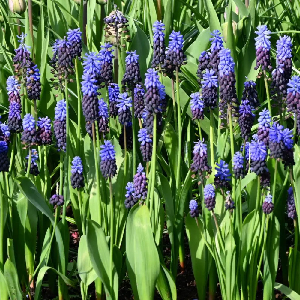 Muscari latifolium