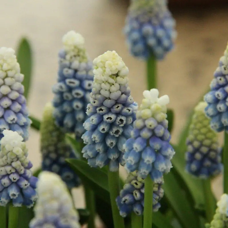 Muscari 'Mountain Lady' ®
