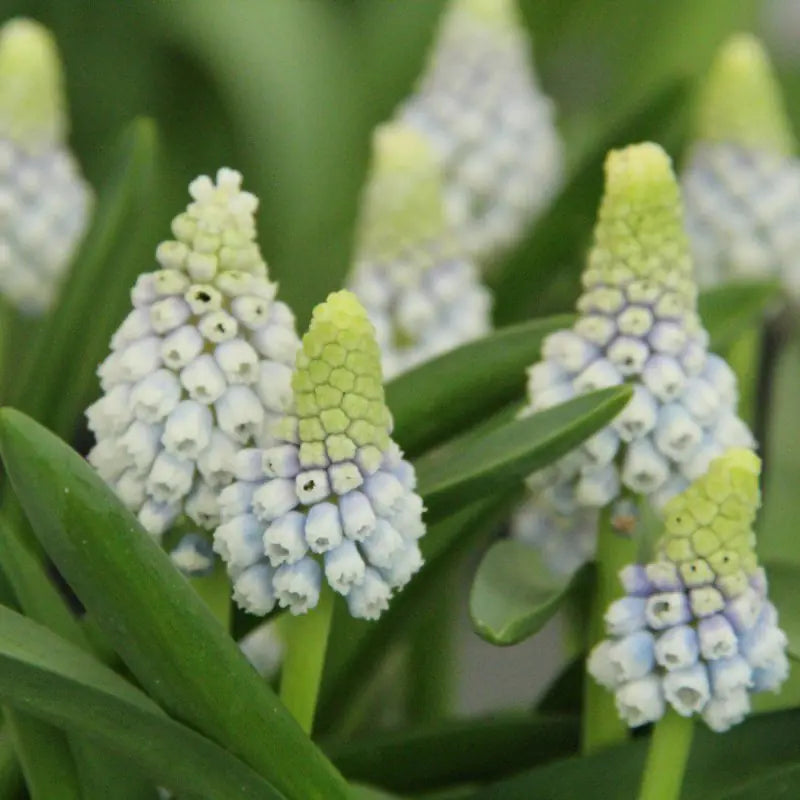 Muscari 'Mountain Lady' ®