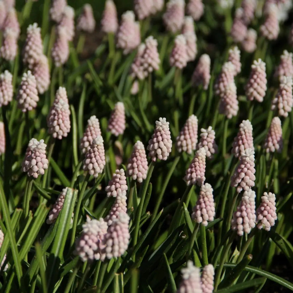 Muscari 'Pink Sunrise'®