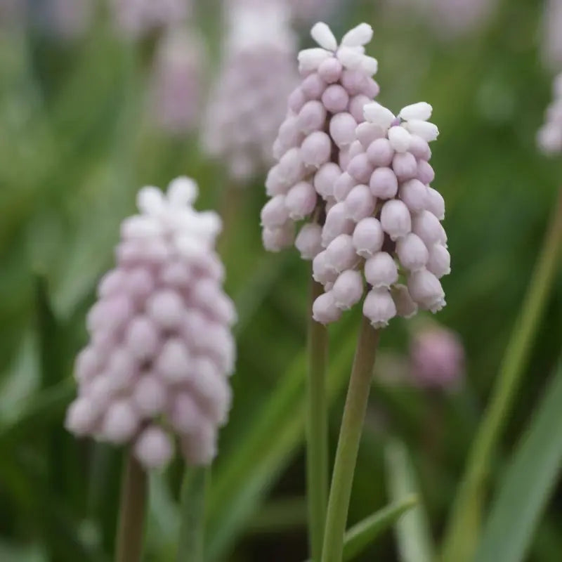 Muscari 'Pink Sunrise'®