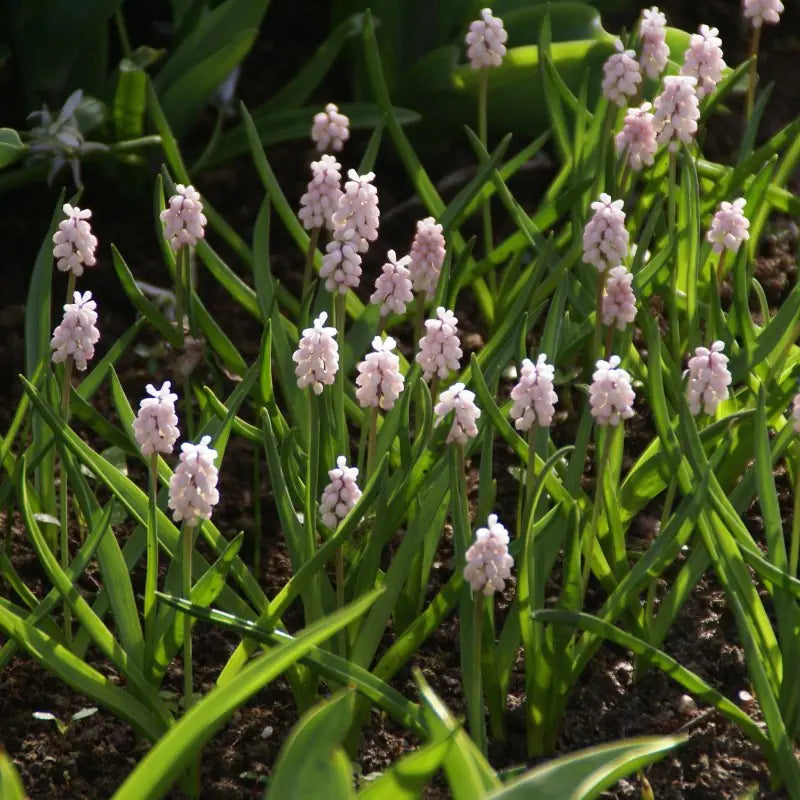 Muscari 'Pink Sunrise'®