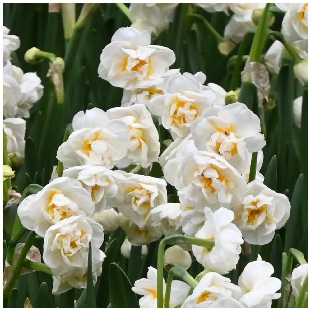 Narcissus 'Bridal Crown'