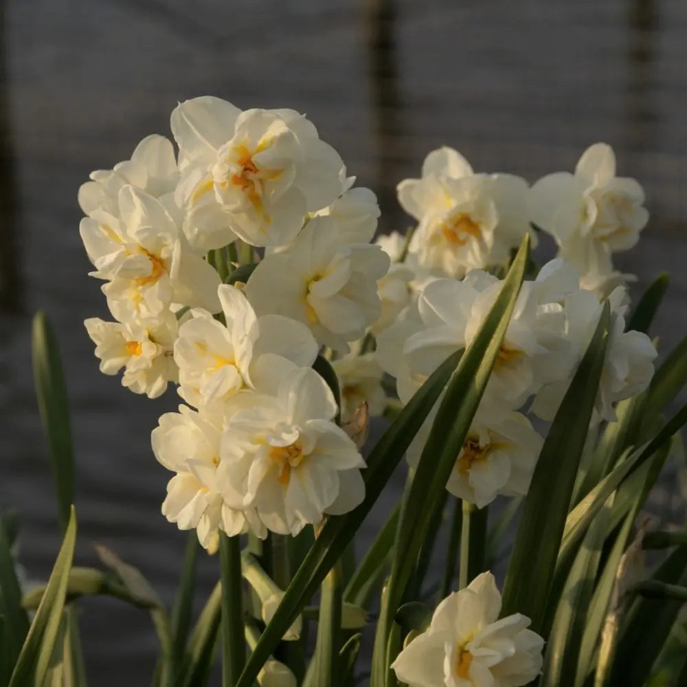 Narcissus 'Bridal Crown'