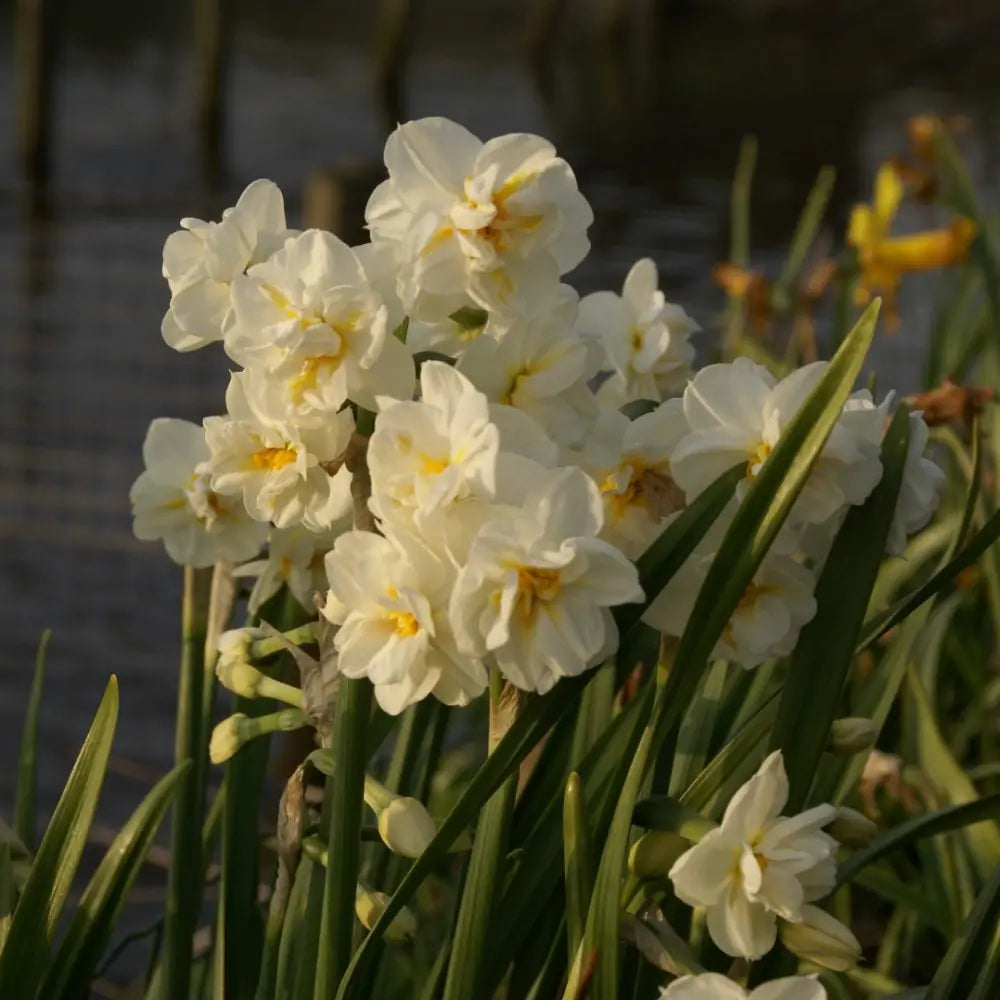 Narcissus 'Bridal Crown'