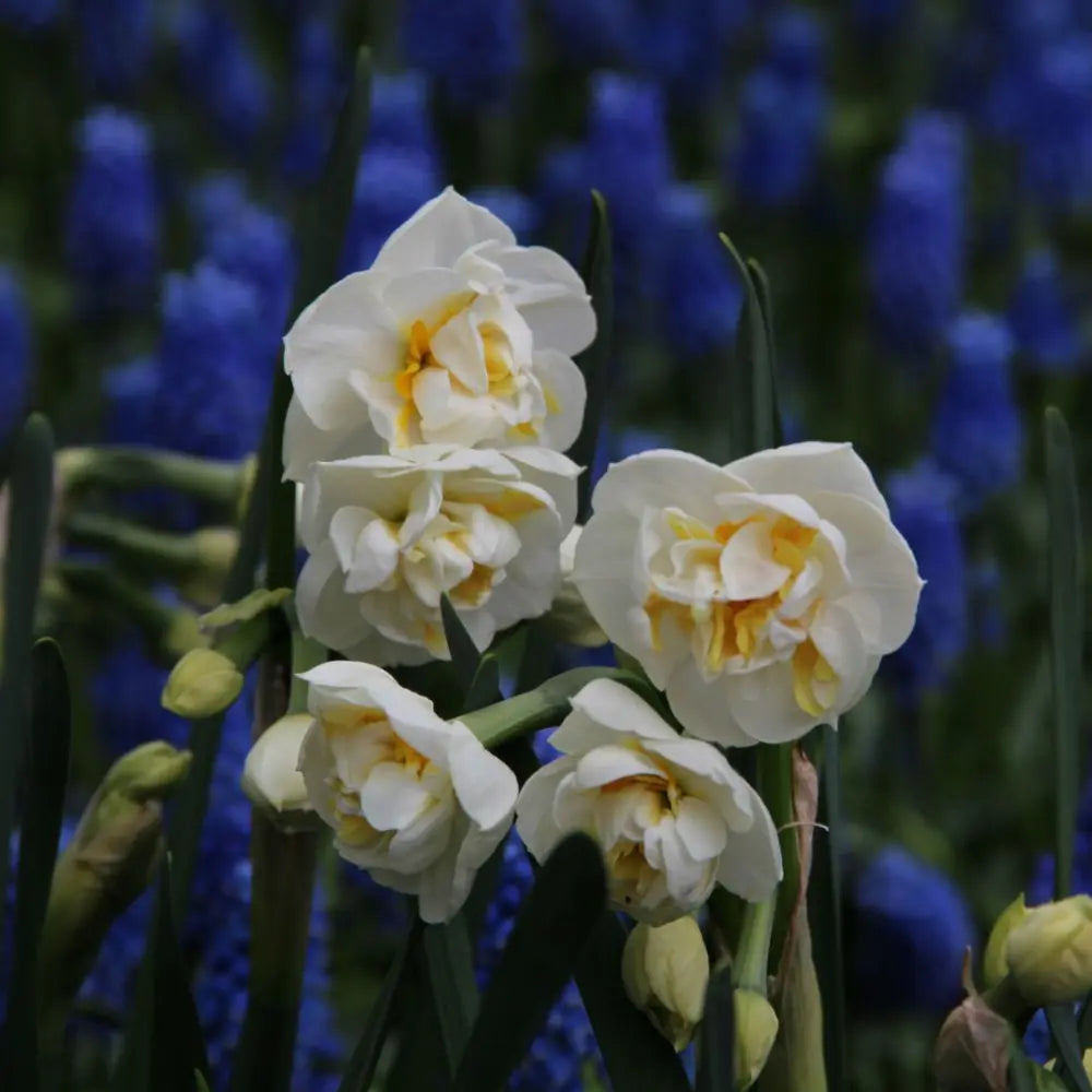 Narcissus 'Bridal Crown'