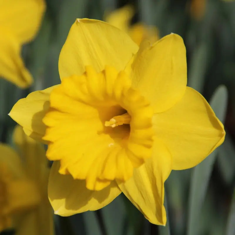 Narcissus 'Dutch Master'