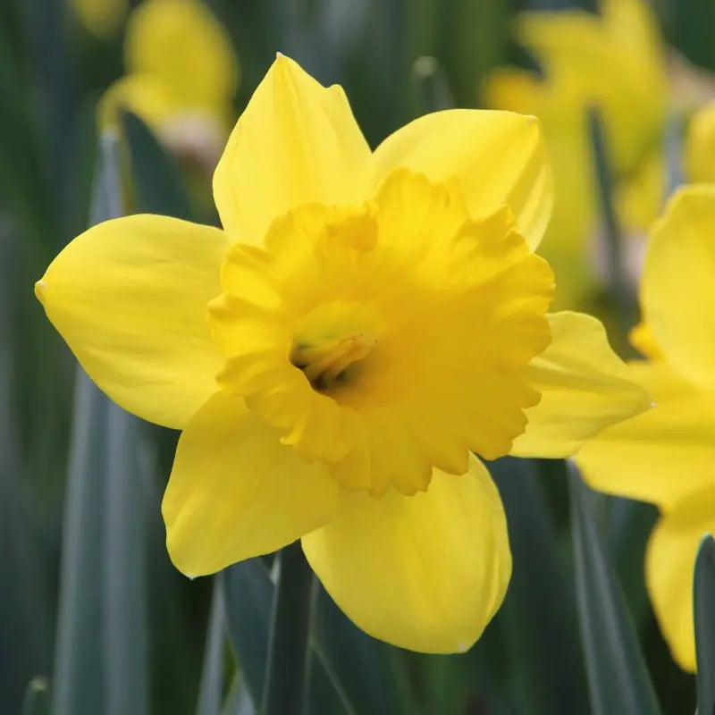 Narcissus 'Dutch Master'